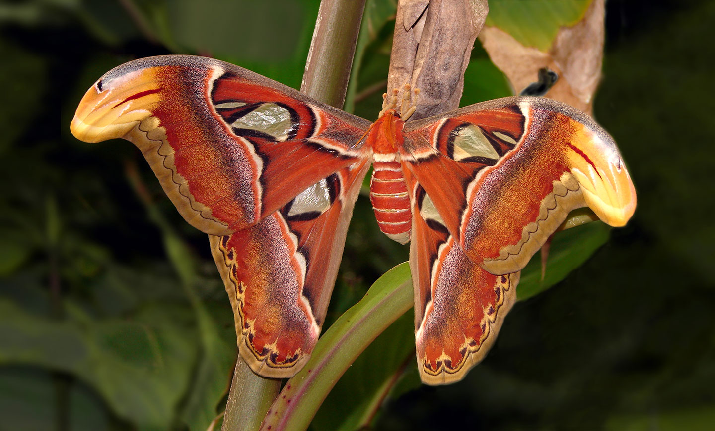 Papillon de l'Atlas