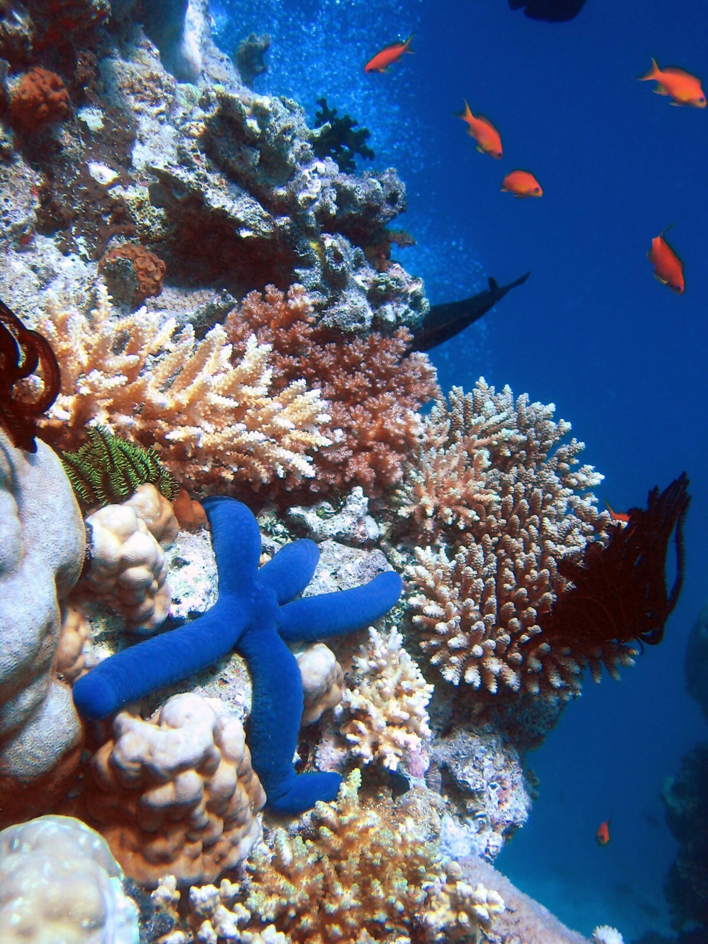 Étoile de mer bleue sur un récif de corail