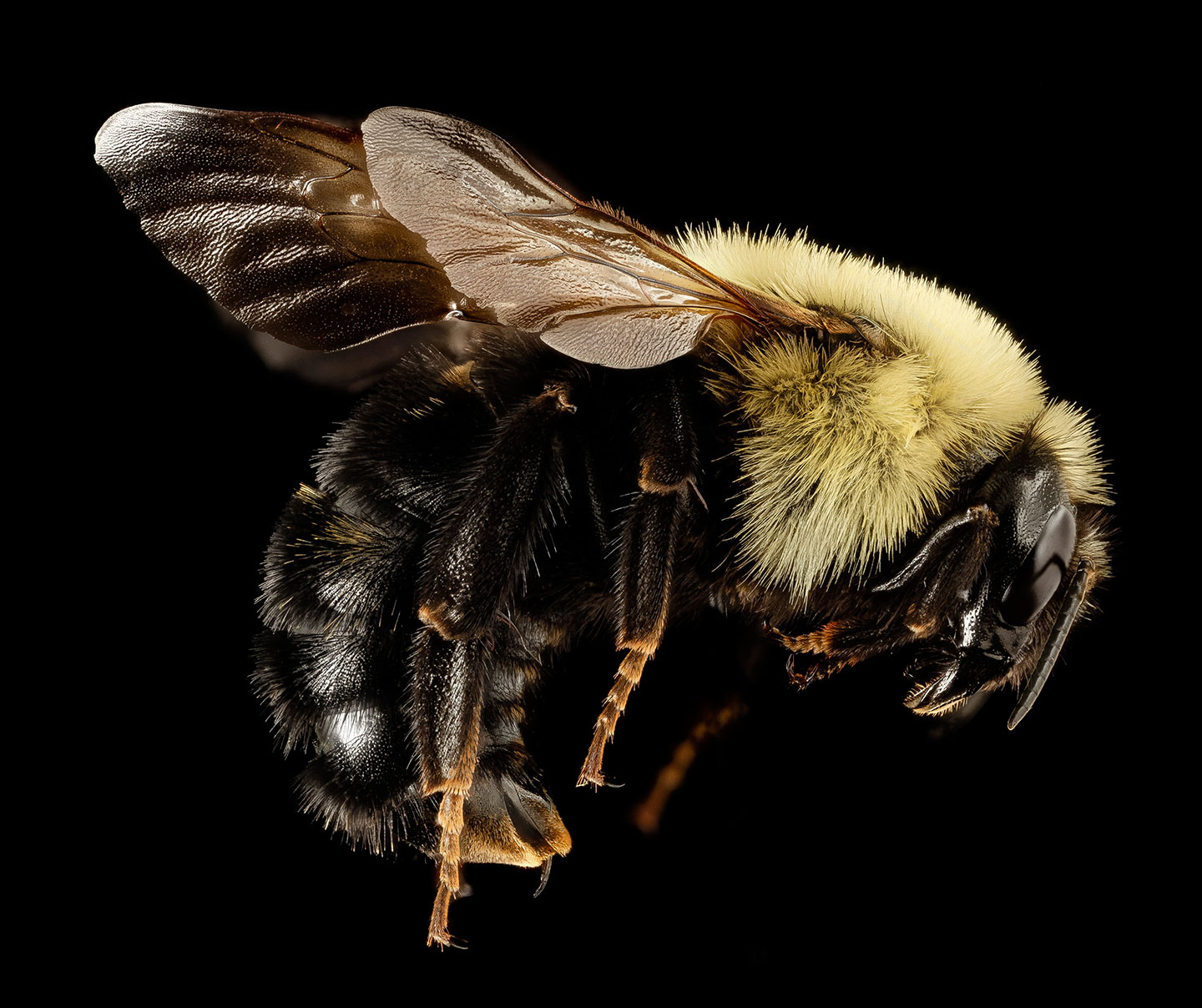 Reine des abeilles