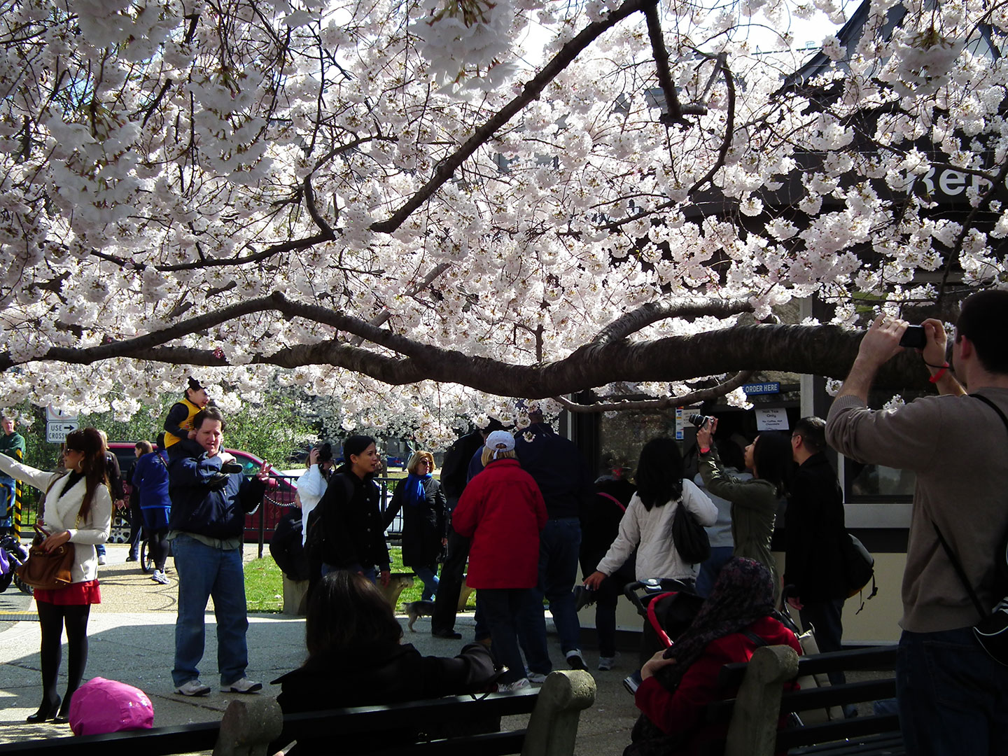 Participer à un festival de cerisiers en fleurs