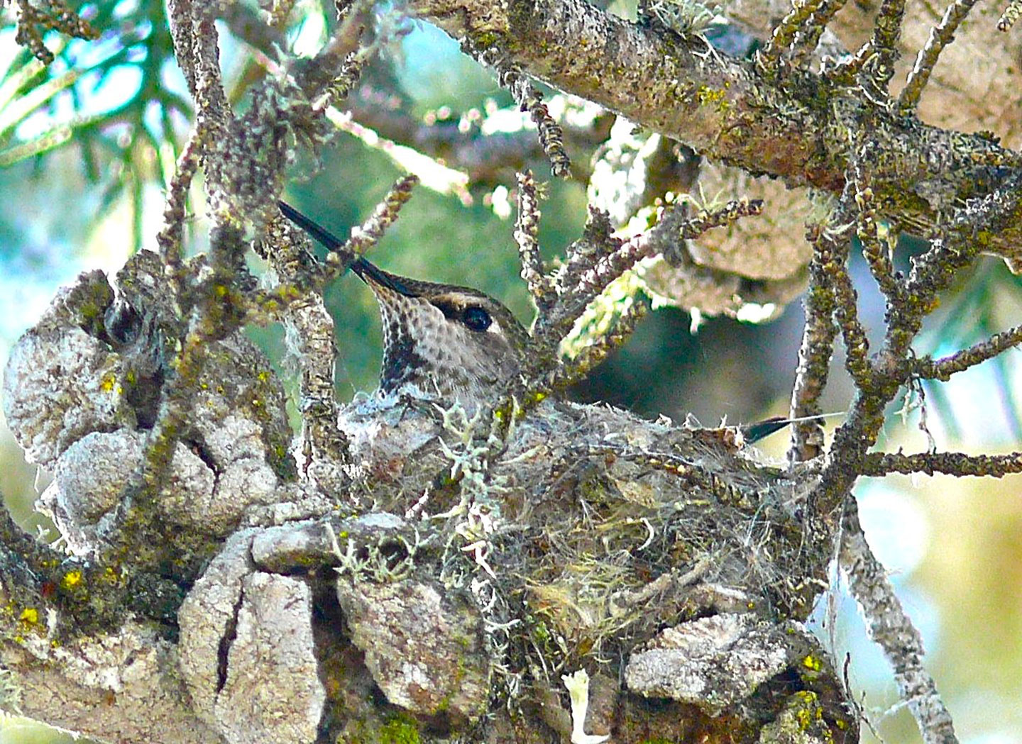Colibri camouflé dans un nid