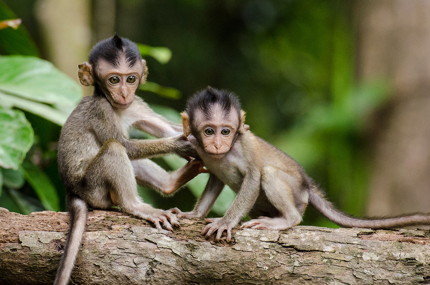 Macaques de Barbarie [nourrissons]