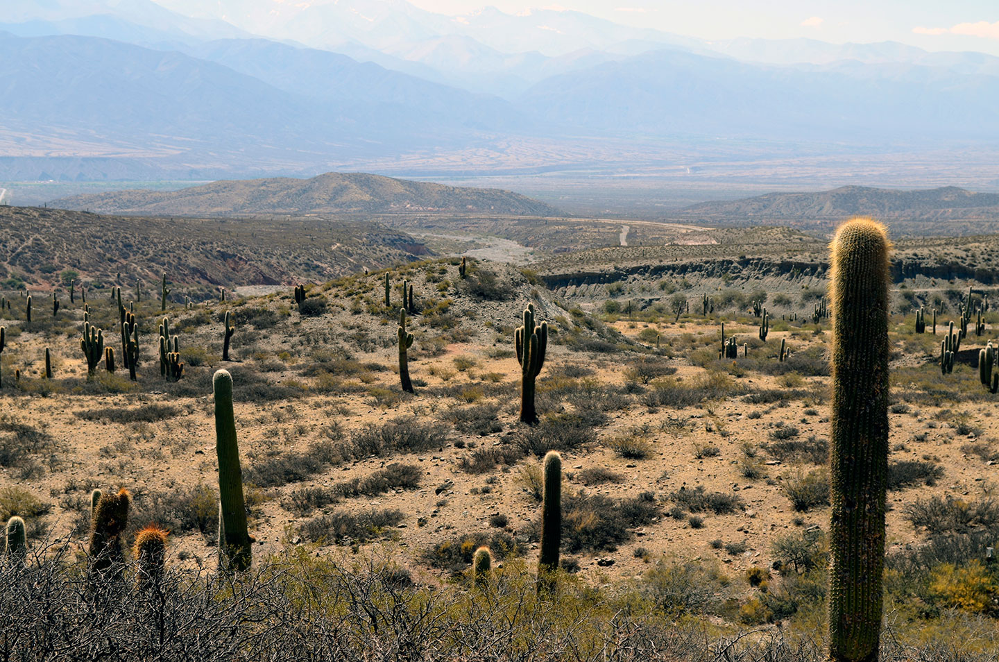 Cactus dans un désert