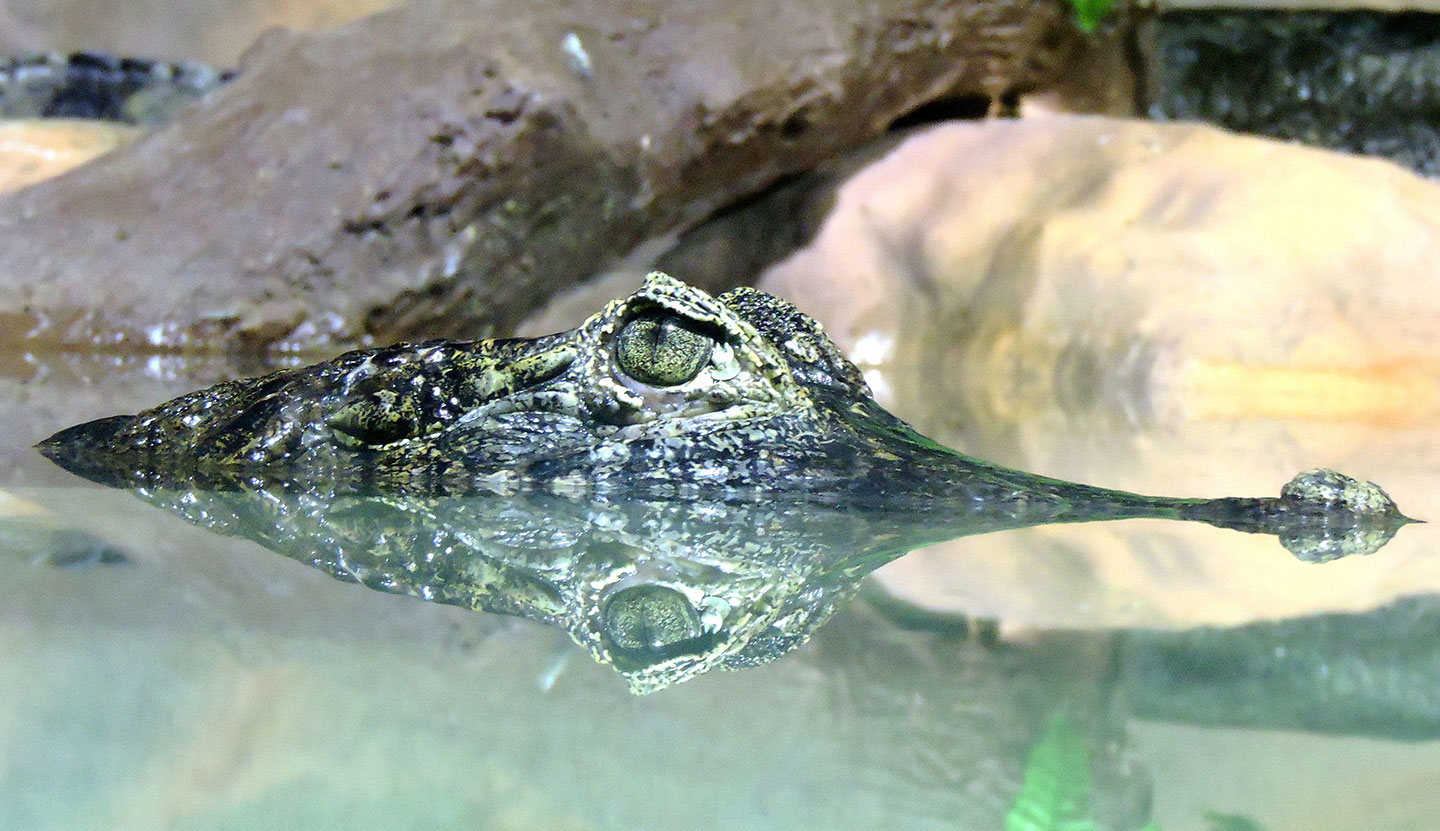 Alligator se fondant dans habitat