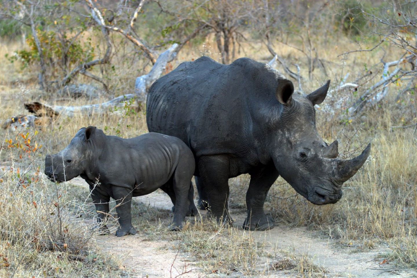 Rhinocéros et rhinocéron