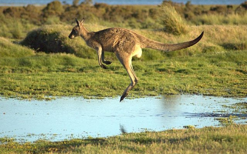 Kangourou sautant par-dessus une flaque d’eau 