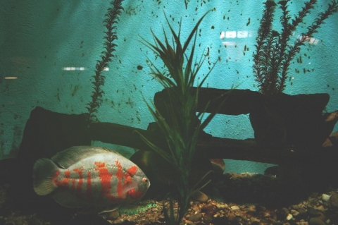 Intérieur d’un aquarium