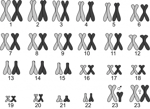 Le caryotype humain possède 23 paires de chromosomes. Les chromosomes gris foncé seraient ceux d’un parent et les chromosomes gris pâle seraient ceux de l’autre parent 