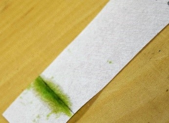 Papier filtre sur lequel le pigment de la feuille a été déposé, prêt à être mis dans l’alcool.