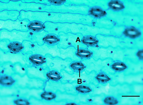 Photo d’une feuille de lis avec stomates, prise à l’aide d’un microscope. A : cellule de garde; B : noyau. Échelle = 0,1 mm