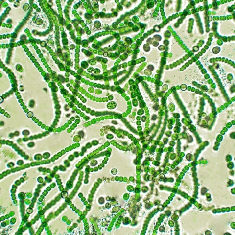 Cyanobactéries du genre Nostoc