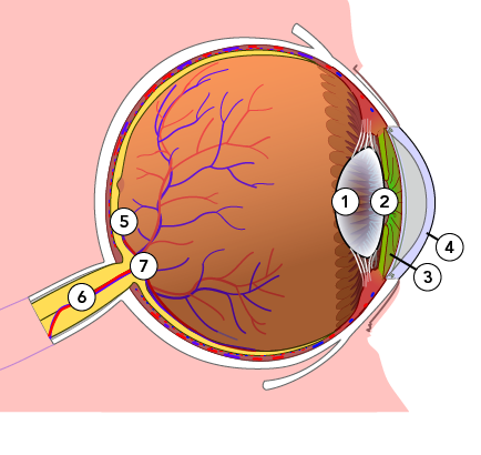 Coupe transversale de l’œil humain 