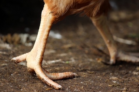 Gros plan sur les pieds d’un poulet