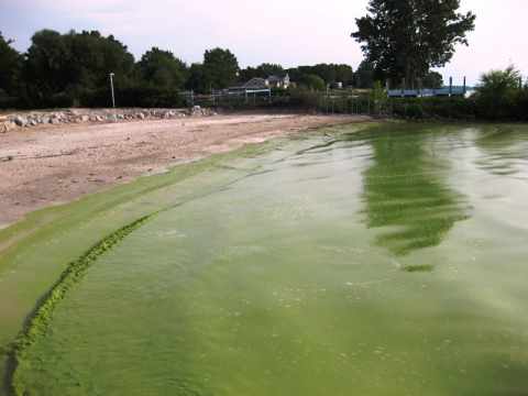 Photo montrant une prolifération d’algues dans le lac Érié. Ce lac, qui borde une partie du sud de l’Ontario, a subi les effets de l’eutrophisation à différentes époques depuis les années 1970