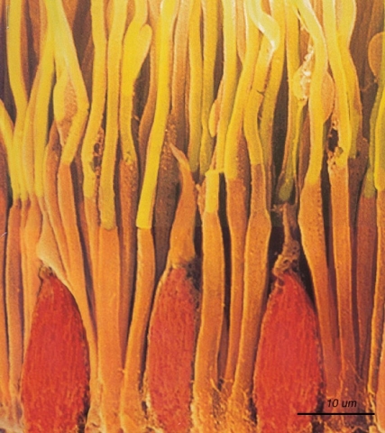 Image de bâtonnets (structures fines et allongées) et de cônes (structures peu allongées de forme conique) de la rétine prise au microscope électronique à balayage 