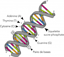 Structure de l’ADN illustrant le squelette sucre-phosphate et les bases nucléotidiques 