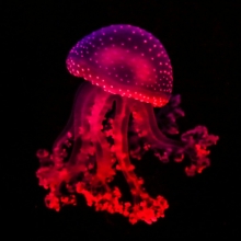 Une méduse rouge