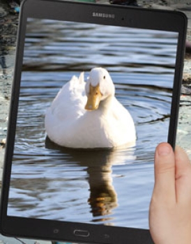 Duck image on a tablet