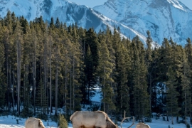 Wild elk in boreal forest, Banff National Park 