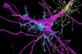 Cellules nerveuses