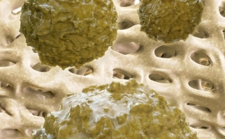Illustration en 3D de cellules souches