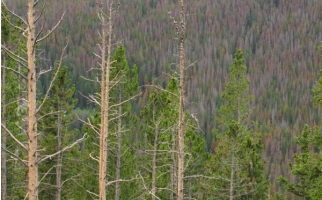 Une forêt endommagée par le dendroctone du pin