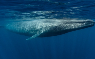 Baleine bleue nageant