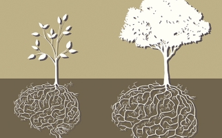 Comme les arbres, les cerveaux grandissent et se développent