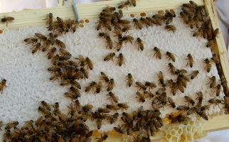 les abeilles au travail