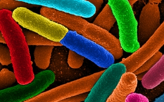 Variété de bactéries Escherichia coli 