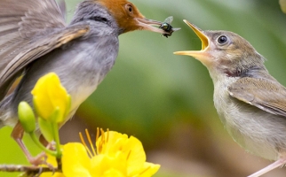 Un jeune oiseau mangeant un insecte