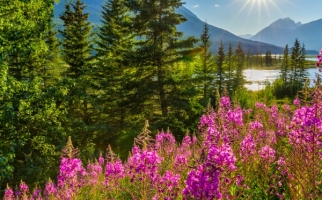 Les plantes du parc national Banff