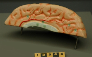 Représentation 3D d’une partie d’un cerveau humain féminin