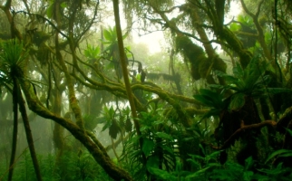 Forêt tropicale humide dense