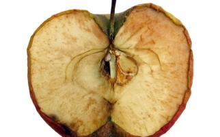 Pomme pourrie