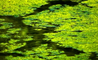Des algues flottant sur un étang