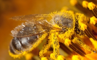 Abeille sur une fleur couverte de pollen