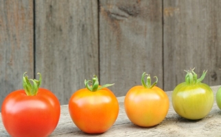 Rangée de tomates à divers stades de maturité