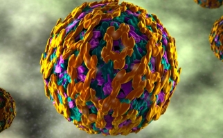 Gros plan du virus de la fièvre jaune.