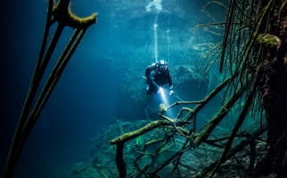 Un plongeur nageant parmi des branches