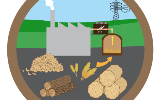 Quelques exemples de biomasse
