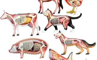 Images anatomiques de différents animaux