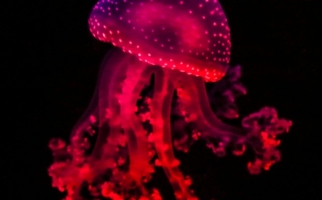 Méduse rouge
