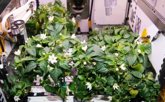 Plants de piments sur la Station spatiale internationale