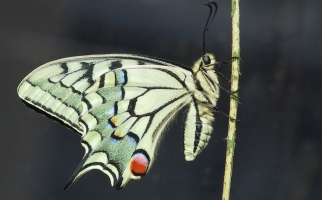 Papillon queues d’hirondelle