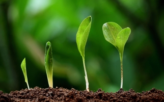 Premières étapes de la croissance des plantes