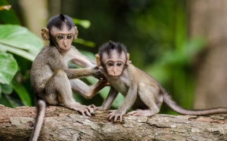 Macaques de Barbarie [nourrissons]