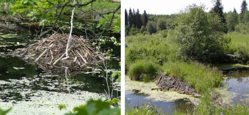 Image de gauche : une hutte de castor au parc provincial Six Mile Lake, en Ontario 