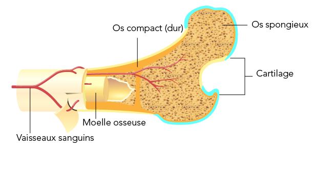 Section d’un os montrant des vaisseaux sanguins, la moelle osseuse, l’os compact et l’os spongieux. 