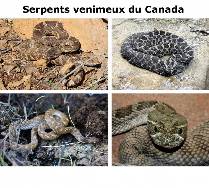 Les serpents venimeux du Canada